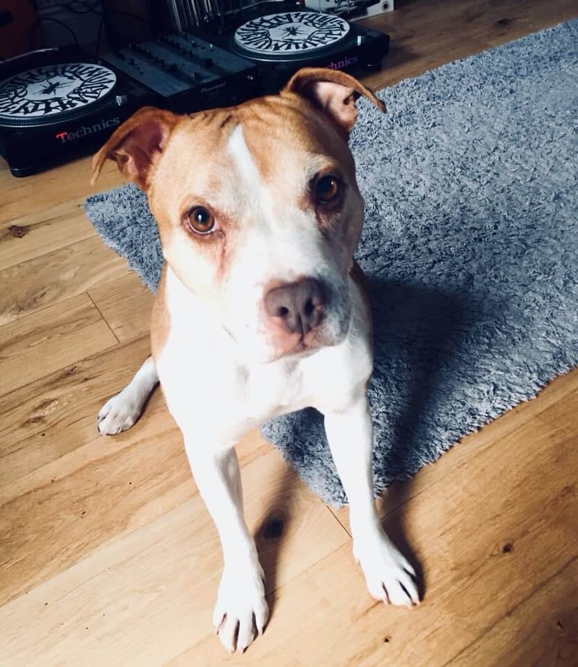 Dog